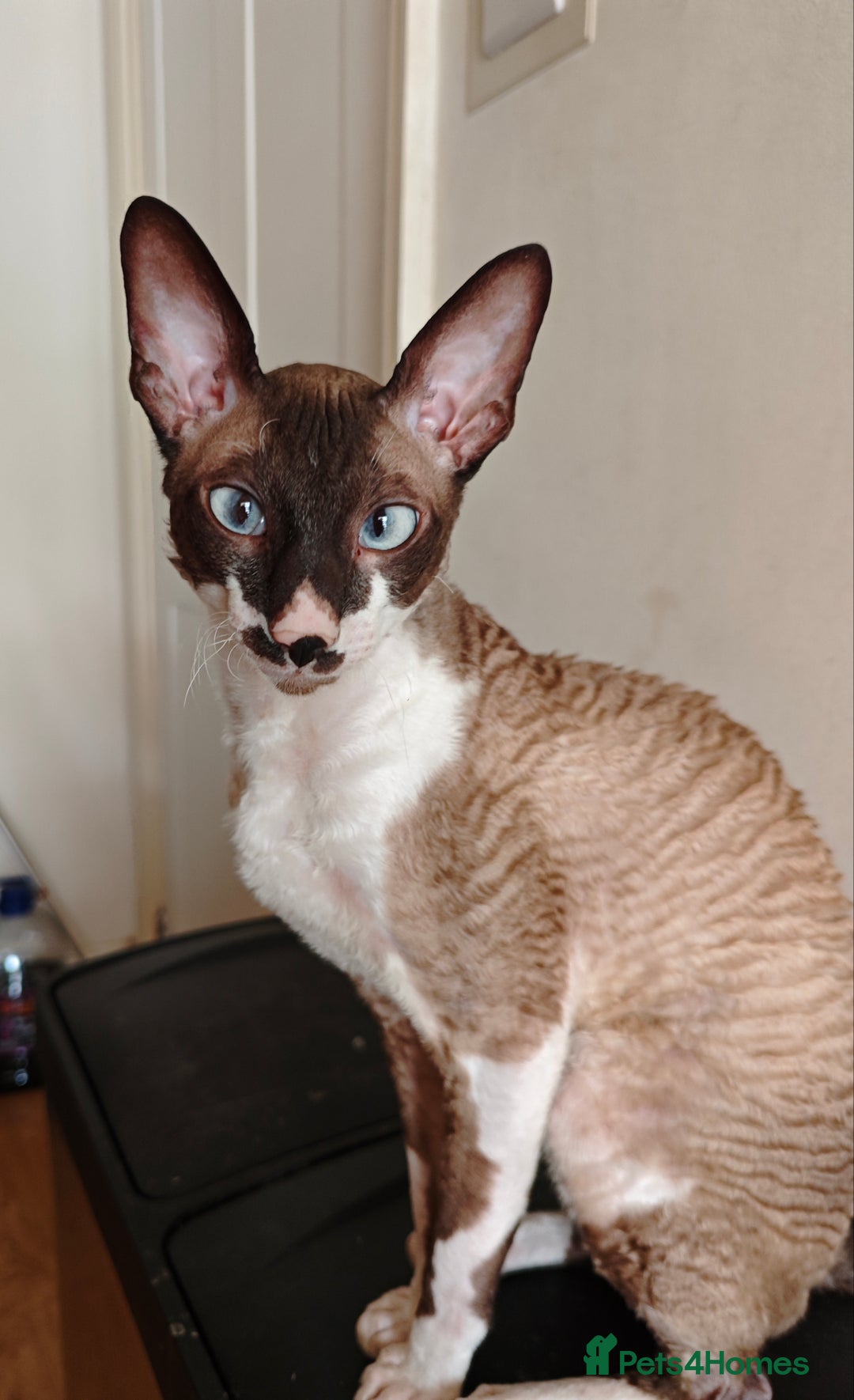 Cornish Rex cats for sale: 1 year old Beautiful Cornish rex  - Image 2