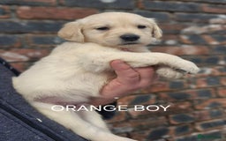 Golden Retriever dogs for sale: KC GOLDEN RETRIEVER PUPPIES HEALTH TESTED PARENTS  - Image 22