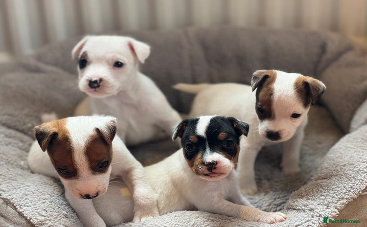 Jack Russell dogs - Advert 1