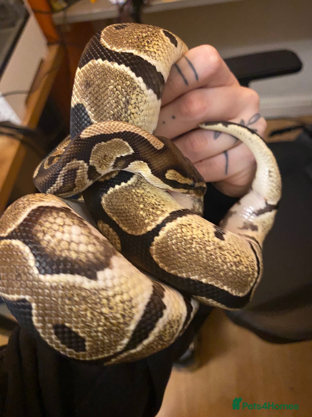 Python Snake reptiles for sale: Female Royal python  - Advert 5