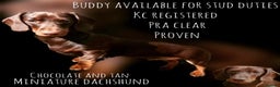 Miniature Dachshund dogs for stud: Chocolate and Tan Smooth Coat STUD  in Pontypridd - Advert 2