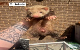 Ferret rodents for sale: Ferret kits - Image 9