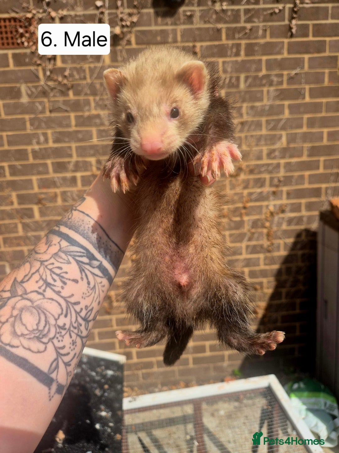 Ferret rodents for sale: Ferret kits - Image 9