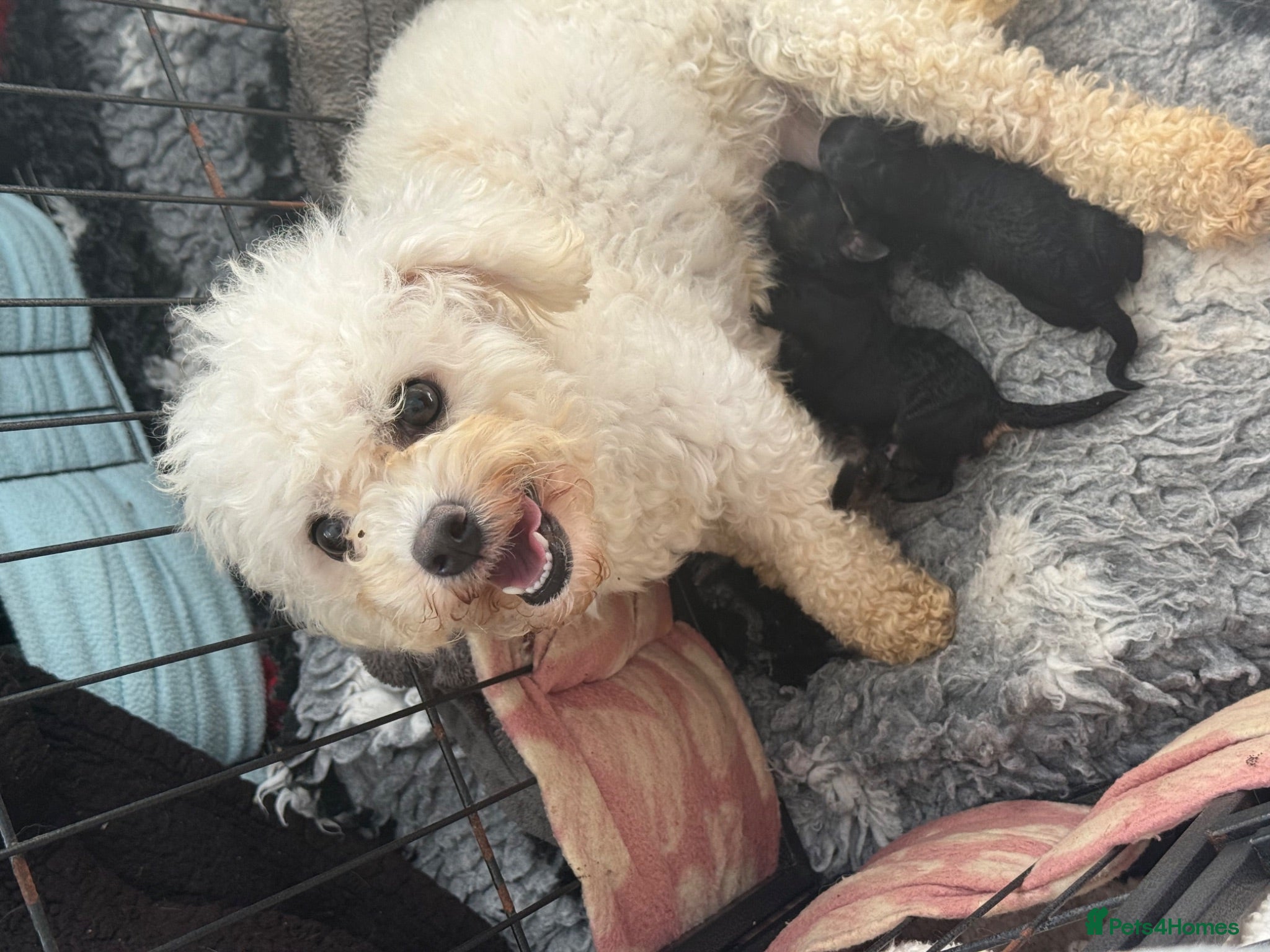 Cavachon dogs Stunning Cavapoochon  - Advert 2