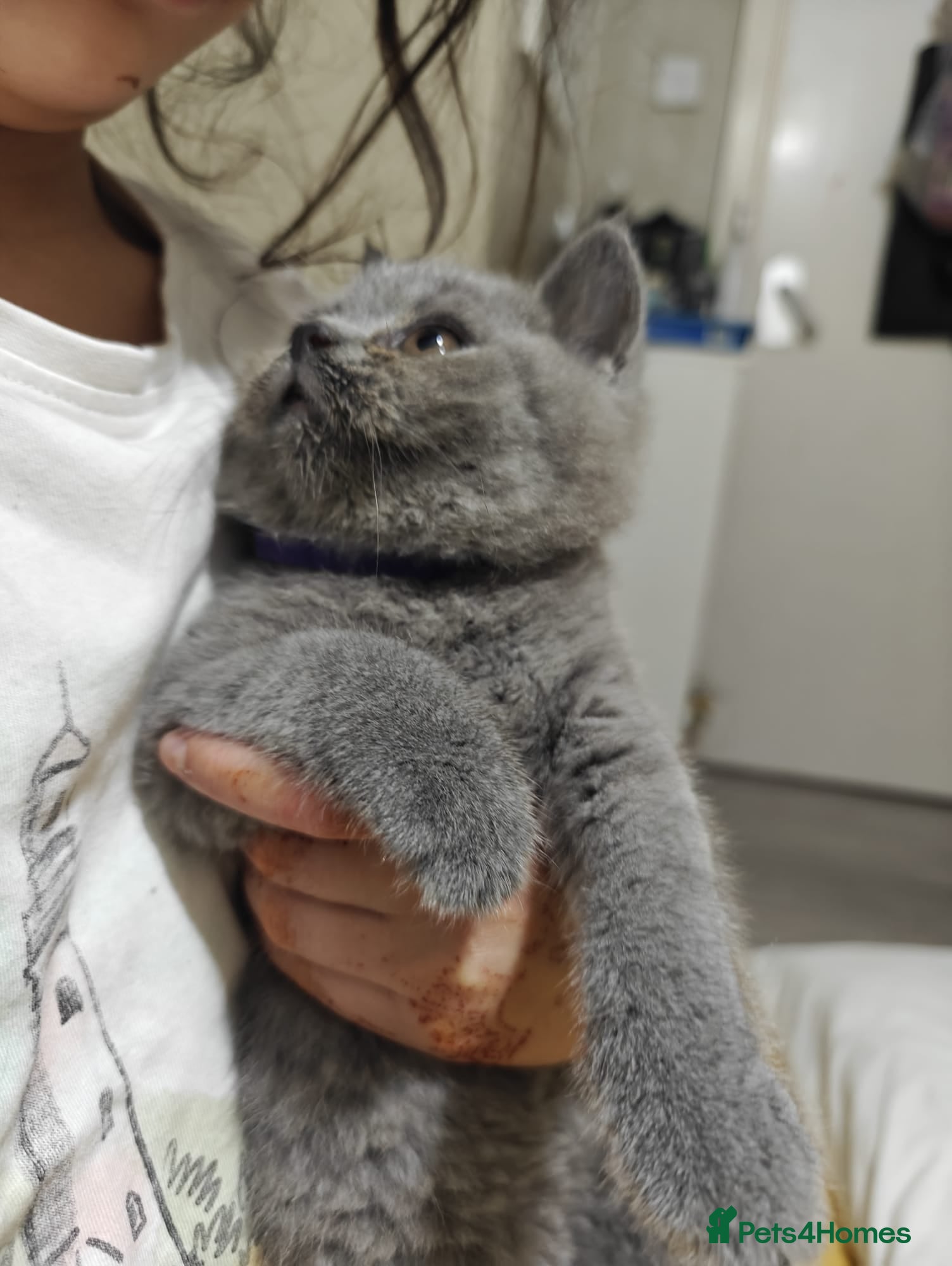 British Shorthair cats for sale: Beautiful Male Cat – Loving Home Needed - Advert 6