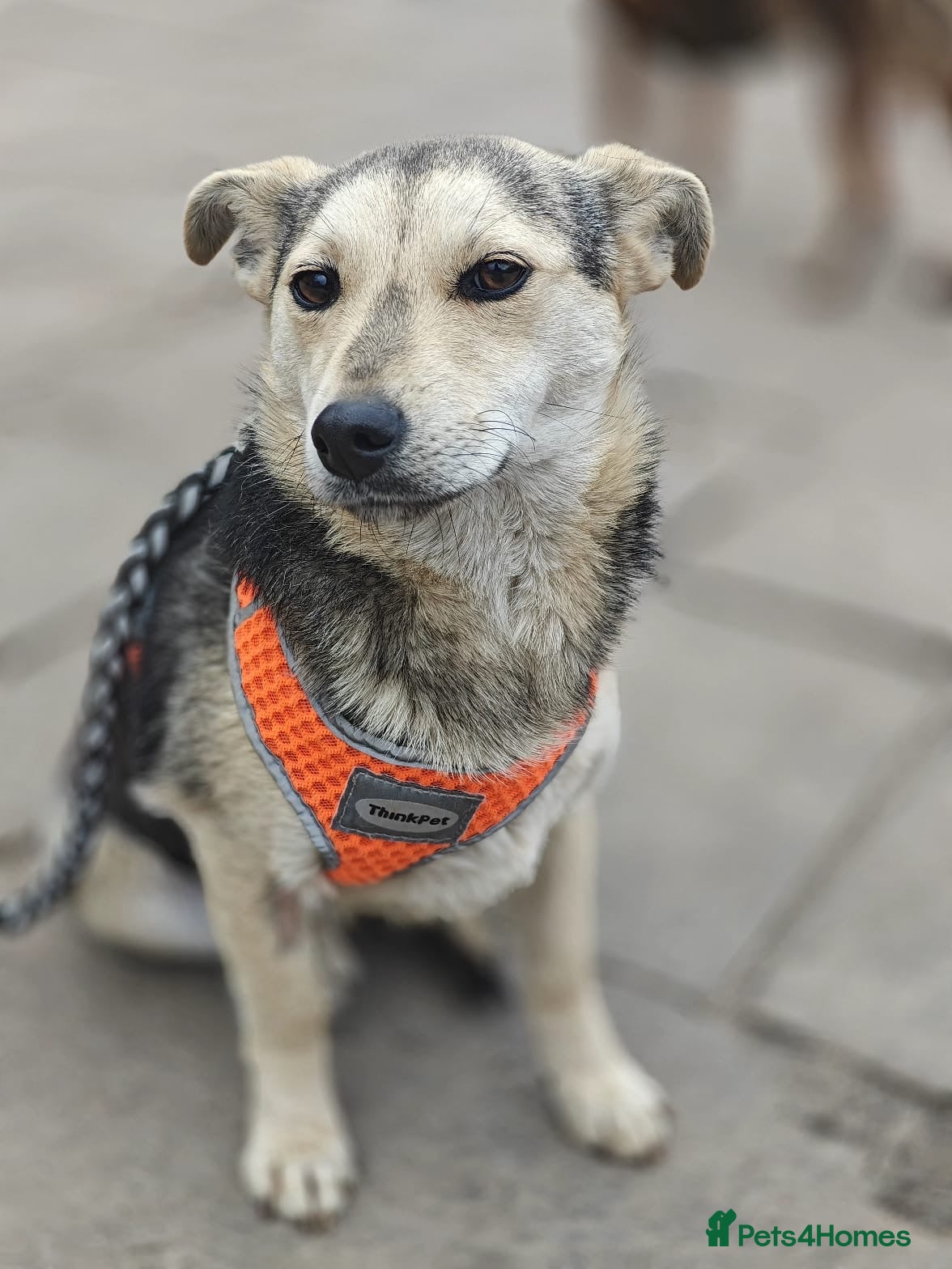 Mixed Breed dogs ❤️🐶 MAREE – SHE LOOKS INTO YOUR EYES - Advert 4