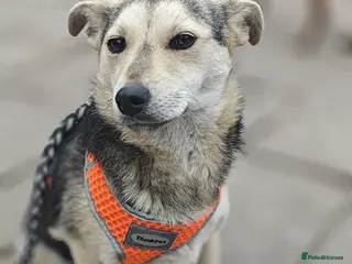 Mixed Breed dogs ❤️🐶 MAREE – SHE LOOKS INTO YOUR EYES - Advert 4