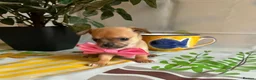 Chihuahua dogs for sale: Beautiful Chihuahua Puppies - Advert 4