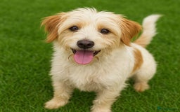Mixed Breed dogs for sale: Tibetan Terrier x Jug - Image 3