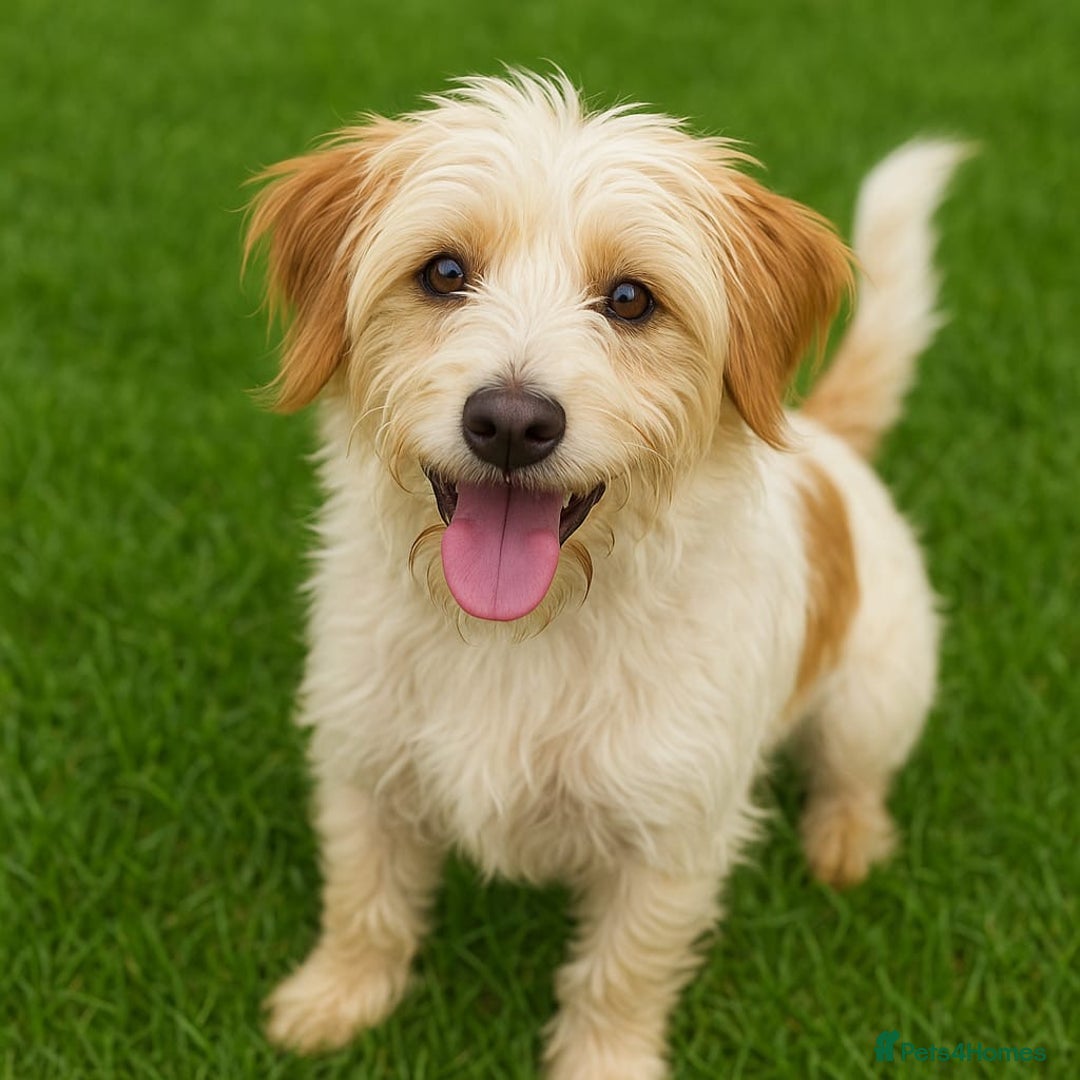 Mixed Breed dogs for sale: Tibetan Terrier x Jug - Image 3
