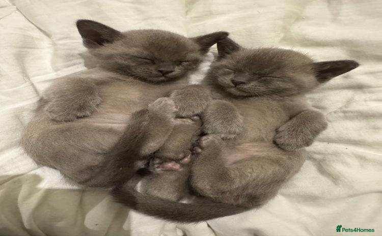 Burmese cats - Advert 9