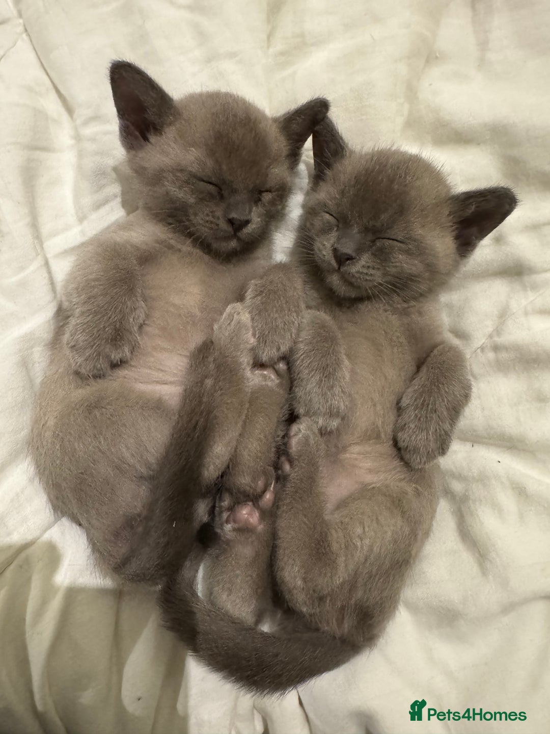Burmese cats for sale: Four beautiful, bouncy, robust GCCF-reg'd kittens - Image 1