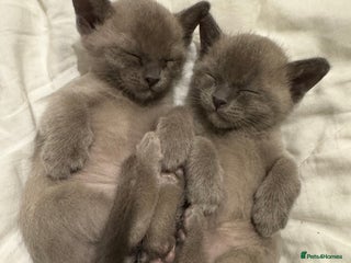 Burmese cats for sale - Advert 1