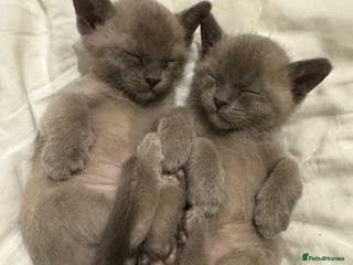 Burmese cats Beautiful bouncy robust GCCF-reg'd Burmese kittens - Advert 4