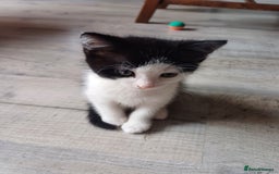 Domestic Shorthair cats for sale: Black and white kittens - Image 3