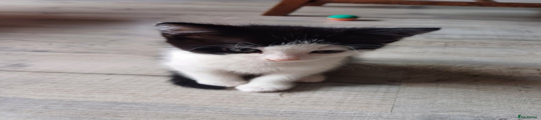 Domestic Shorthair Kitten 3
