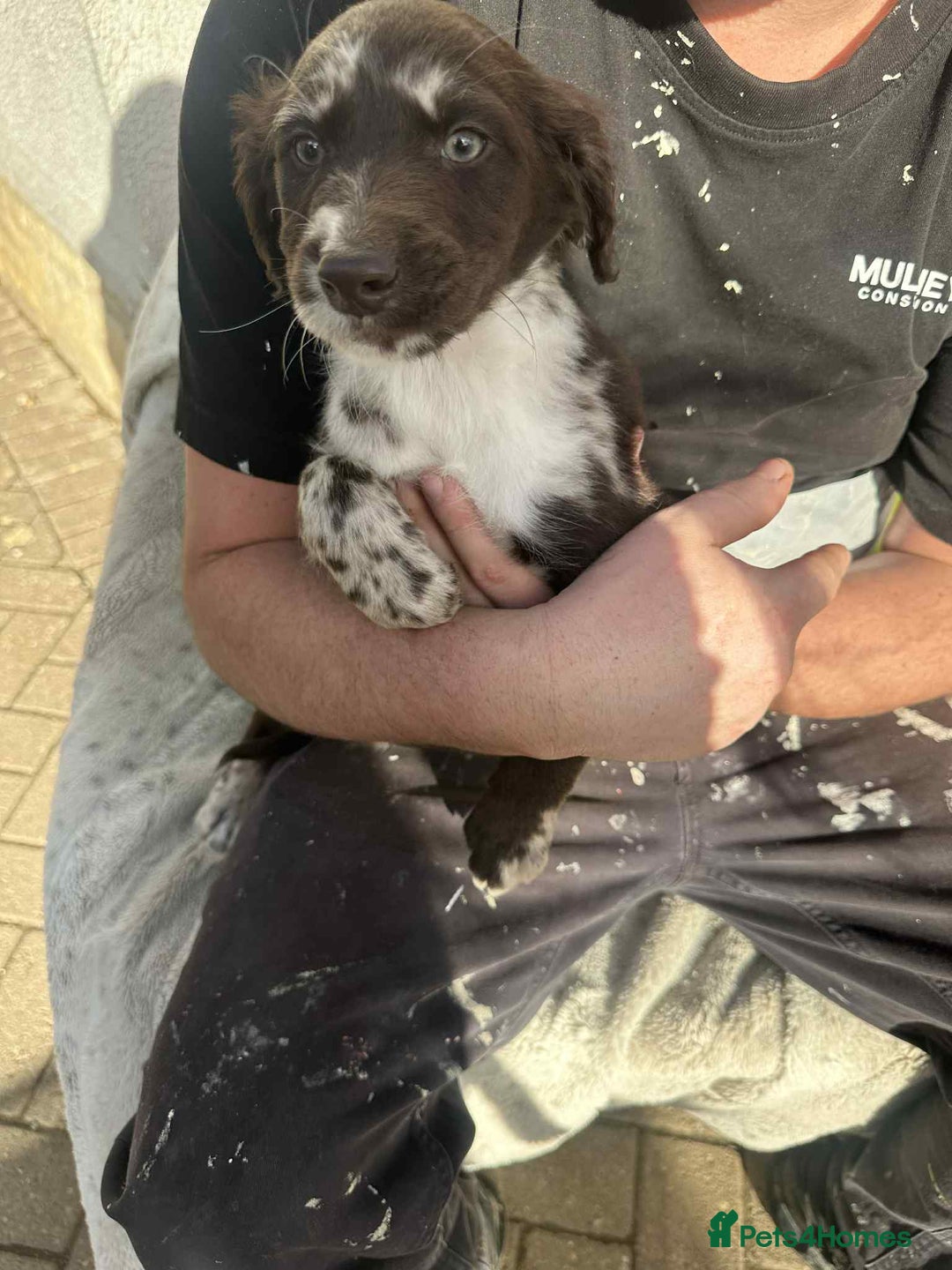 Mixed Breed dogs for sale: Cocker spaniel  - Advert 7