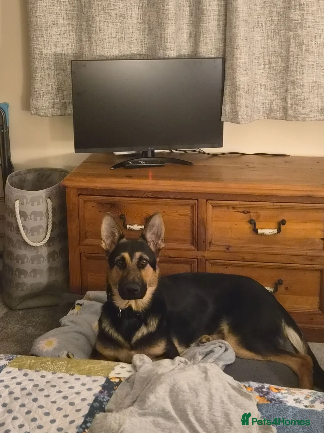German Shepherd dogs for sale: Male German Shepherd  - Advert 2
