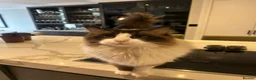 Ragdoll cats for sale: 2 male adult ragdolls - rehoming  in London - Advert 8