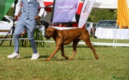 Rhodesian Ridgeback dogs for sale: EXCEPTIONAL OPPORTUNITY TO PURCHASE SHOW QUALITY  - Image 14