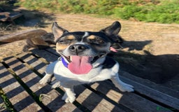 Mixed Breed dogs for sale: First litter of 7 Jack Russel puppies  - Image 5