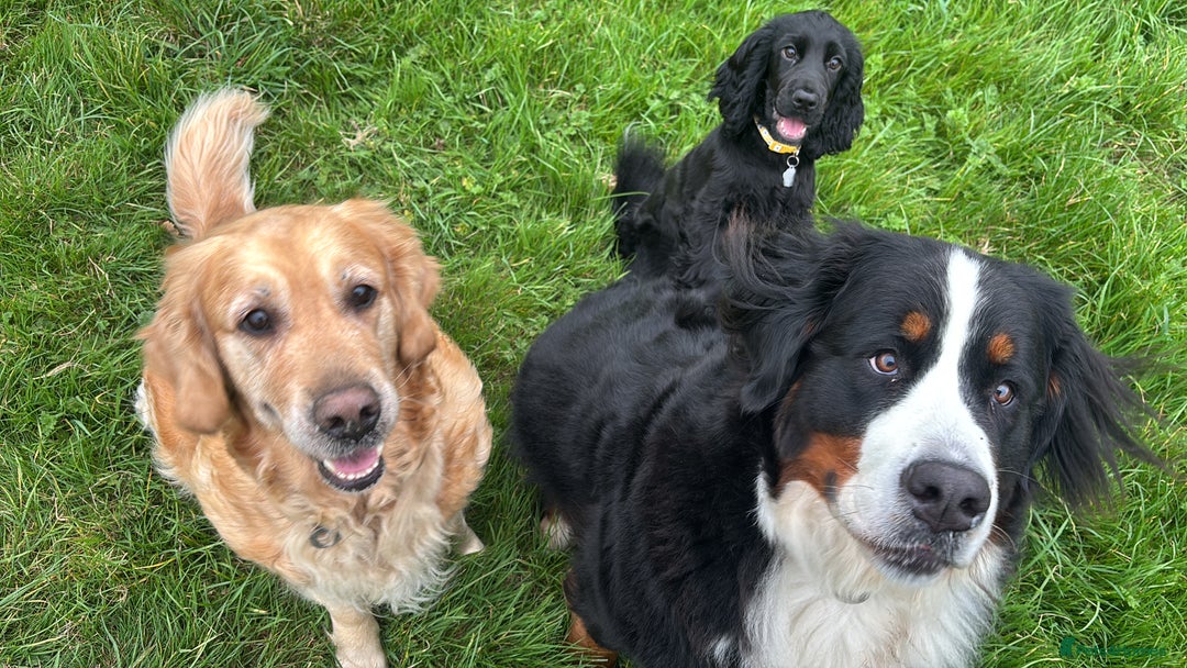 Golden Retriever dogs for sale: Gorgeous Show Type Golden Retrievers - Image 19