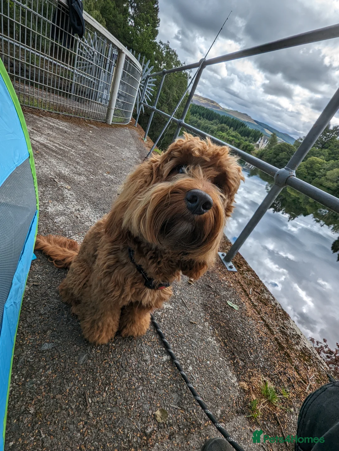 Cockapoo dogs for stud: 100% Proven F1 Fox Red Cockapoo, Stud only in Kirkcaldy - Advert 12