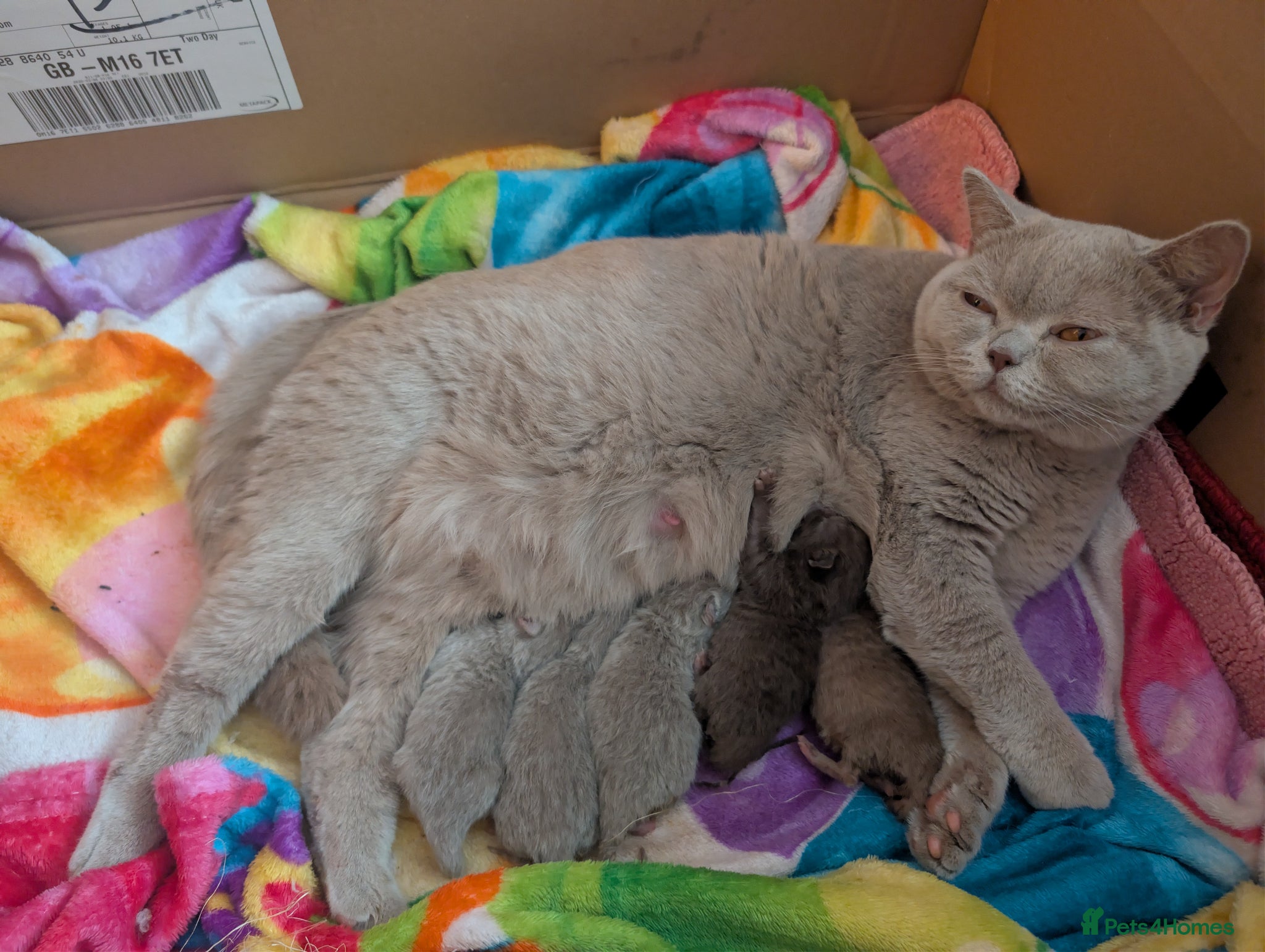 British Shorthair cats Full British short hair kittens - Advert 1