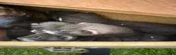 Ferret rodents for sale: Working line Ferrets’s kit in Rotherham - Advert 4