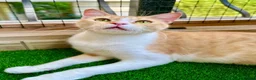 Mixed Breed cats for adoption: Female Rescue Cat for Indoor-Only Adoption - Advert 3