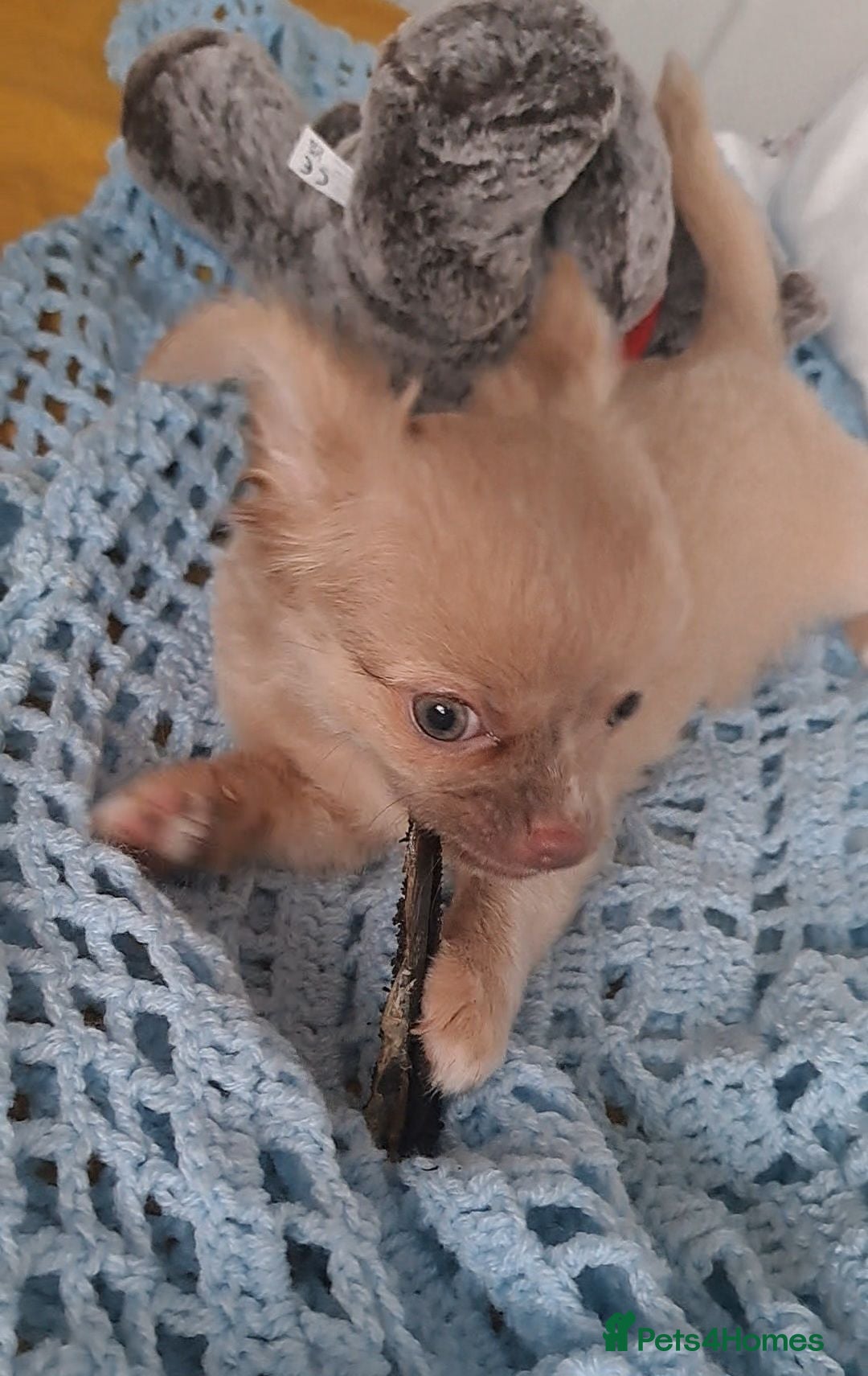 Chihuahua dogs 2 beautiful Chihuahua male pups - Advert 17