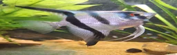 Angelfish fish for sale: Home Bred Blue Smokey / Pinoy Angelfish 2.5cm  - Advert 4