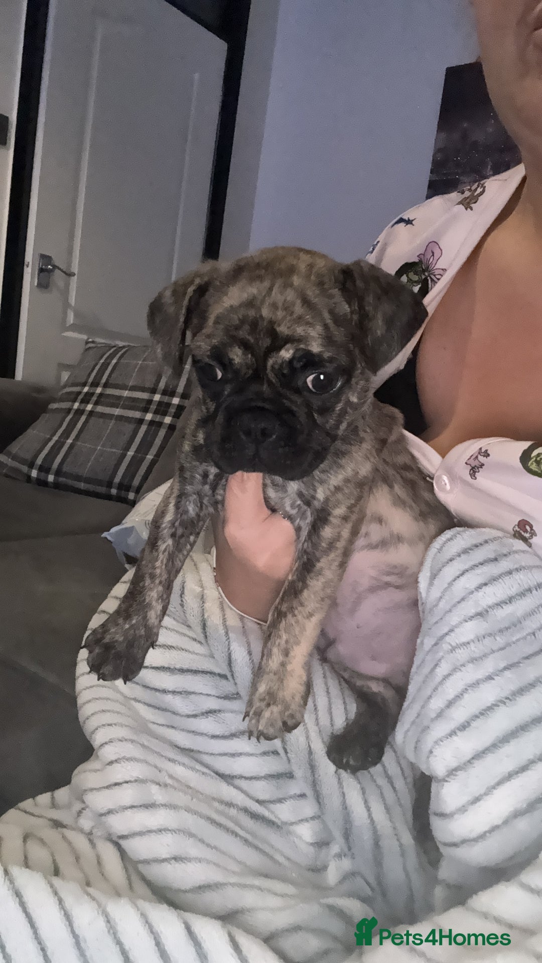 Frug dogs for sale: Male  - Advert 3