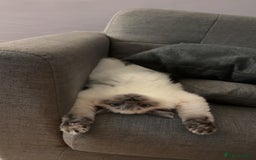 Ragdoll cats for stud: Mr.blue - Image 6