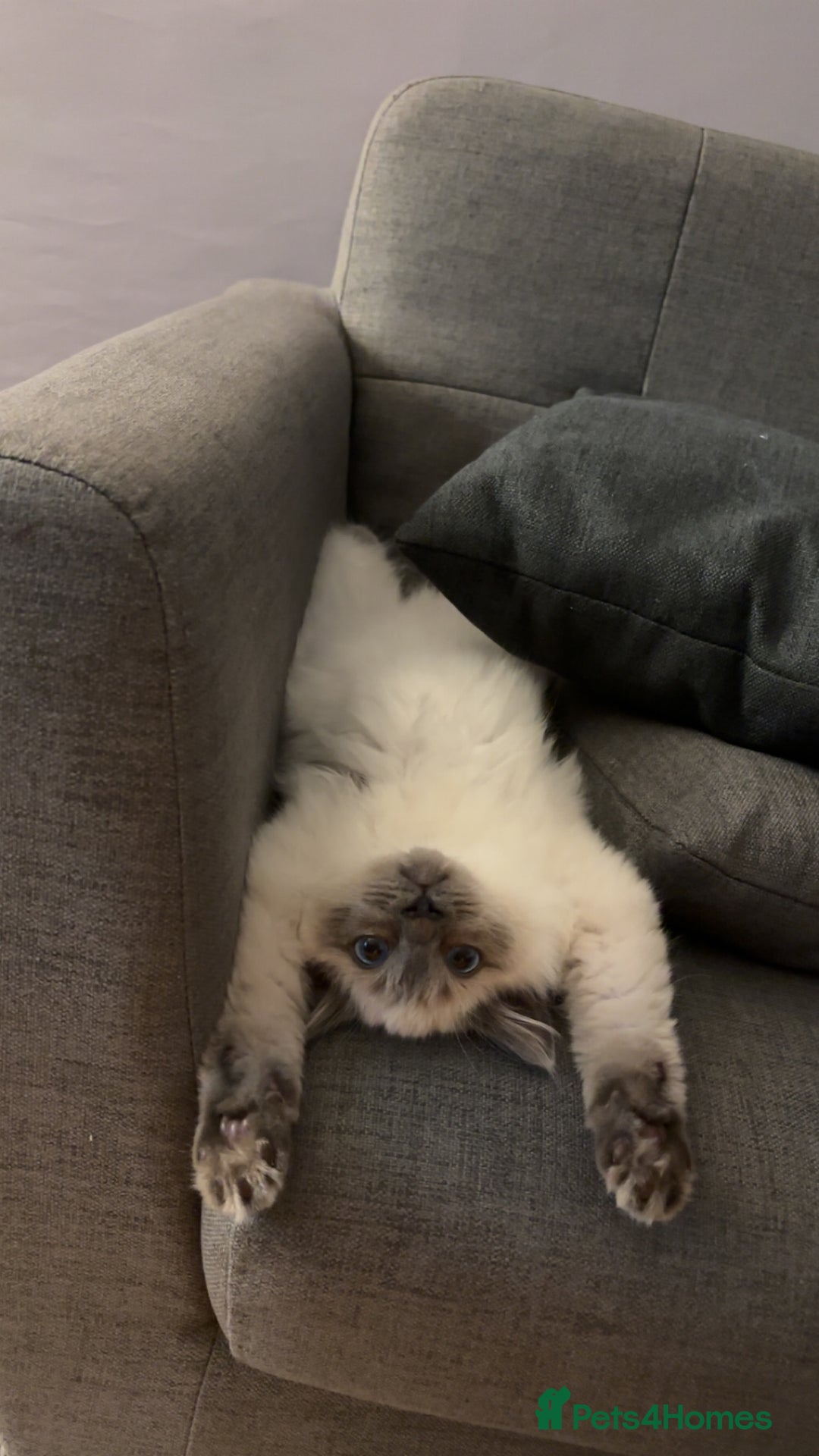 Ragdoll cats for stud: Mr.blue - Image 6