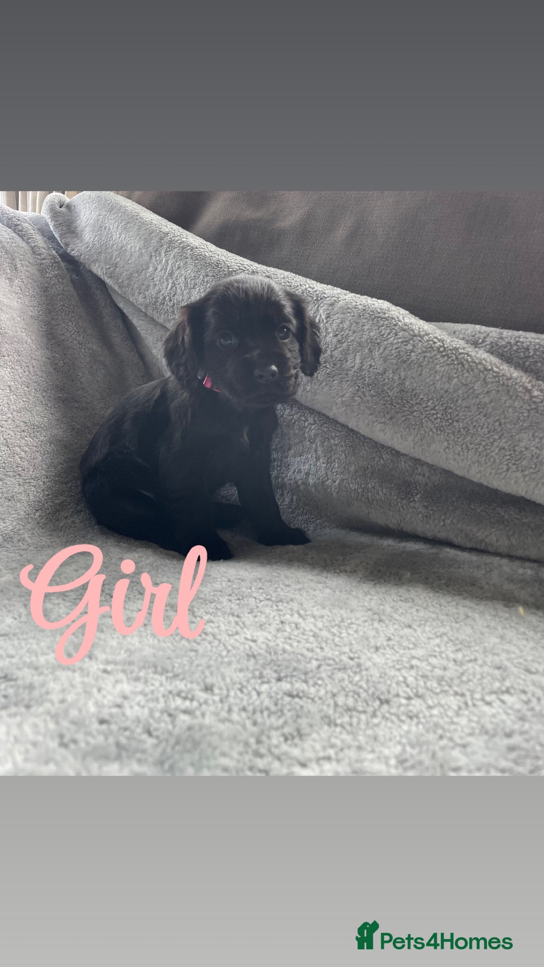 Cocker Spaniel dogs for sale: Cocker spaniel puppies  - Advert 3