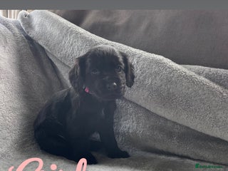 Cocker Spaniel dogs Cocker spaniel puppies - Advert 16