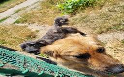Mixed Breed dogs for adoption: 🆘‼️AT RISK OF BEING EUTHANISED! - Image 8