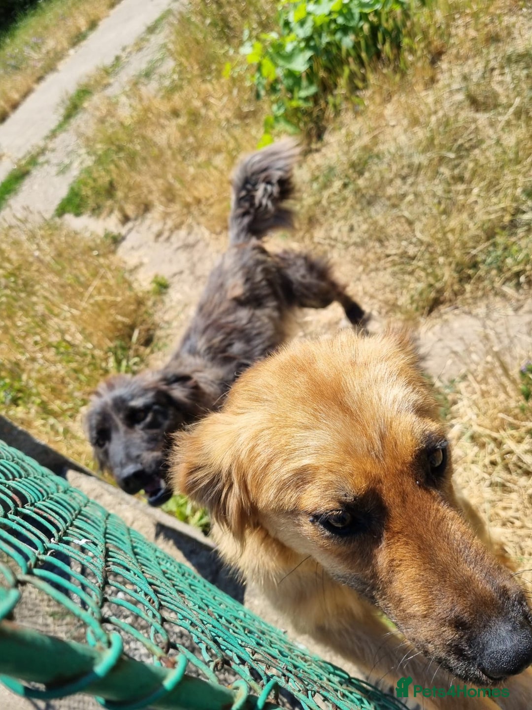 Mixed Breed dogs for adoption: 🆘‼️AT RISK OF BEING EUTHANISED! - Image 8
