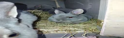 Rex rabbits for sale: Beautiful rex babies  - Advert 1