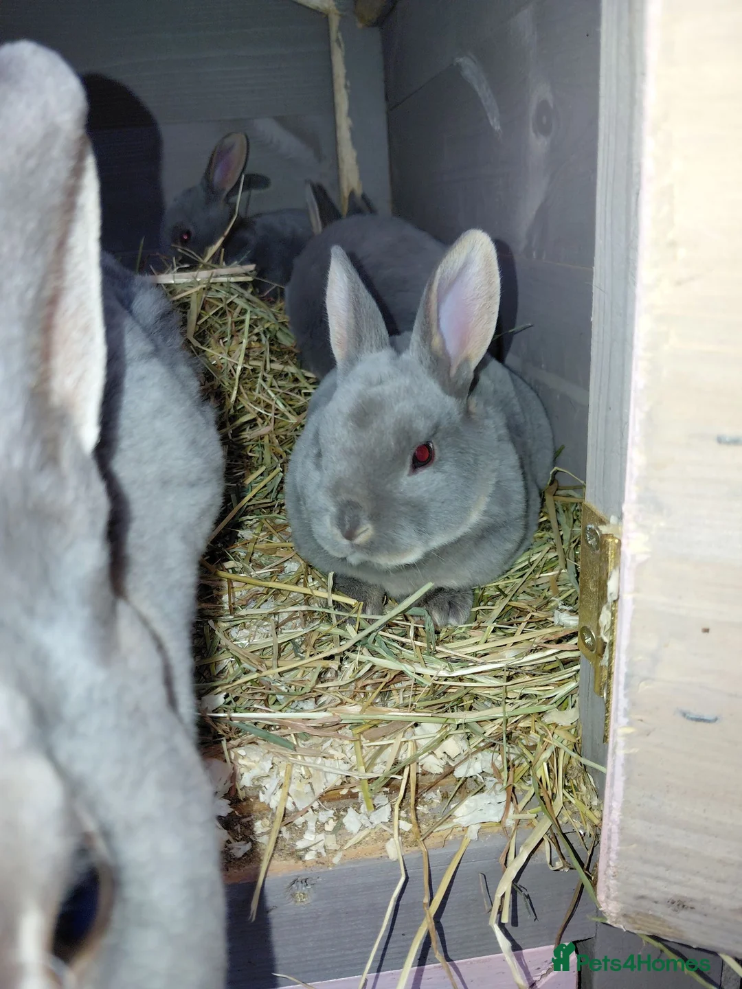 Rex rabbits for sale: Beautiful rex babies  - Advert 1