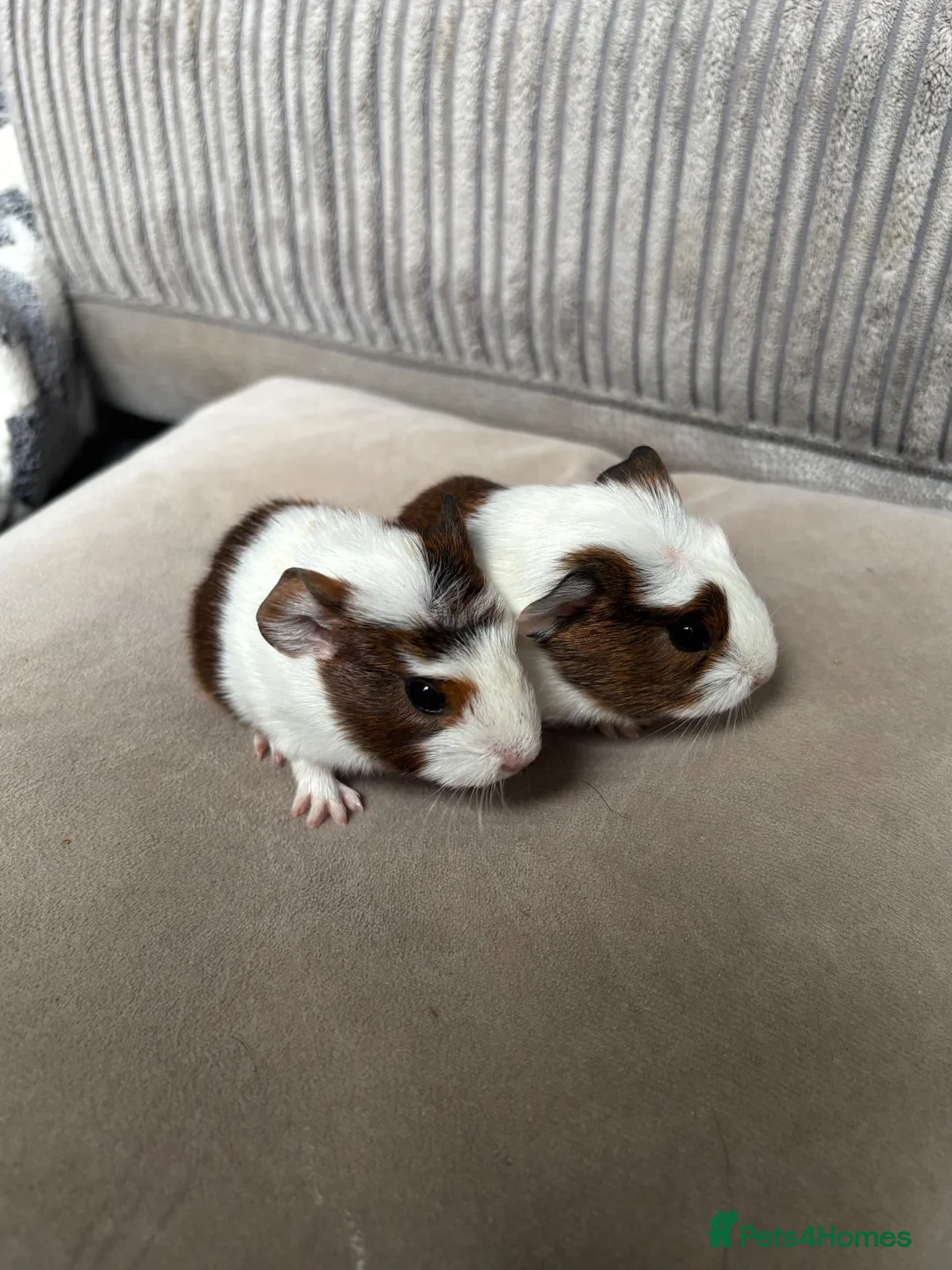 Guinea Pig rodents for sale: Baby boars available - Advert 9