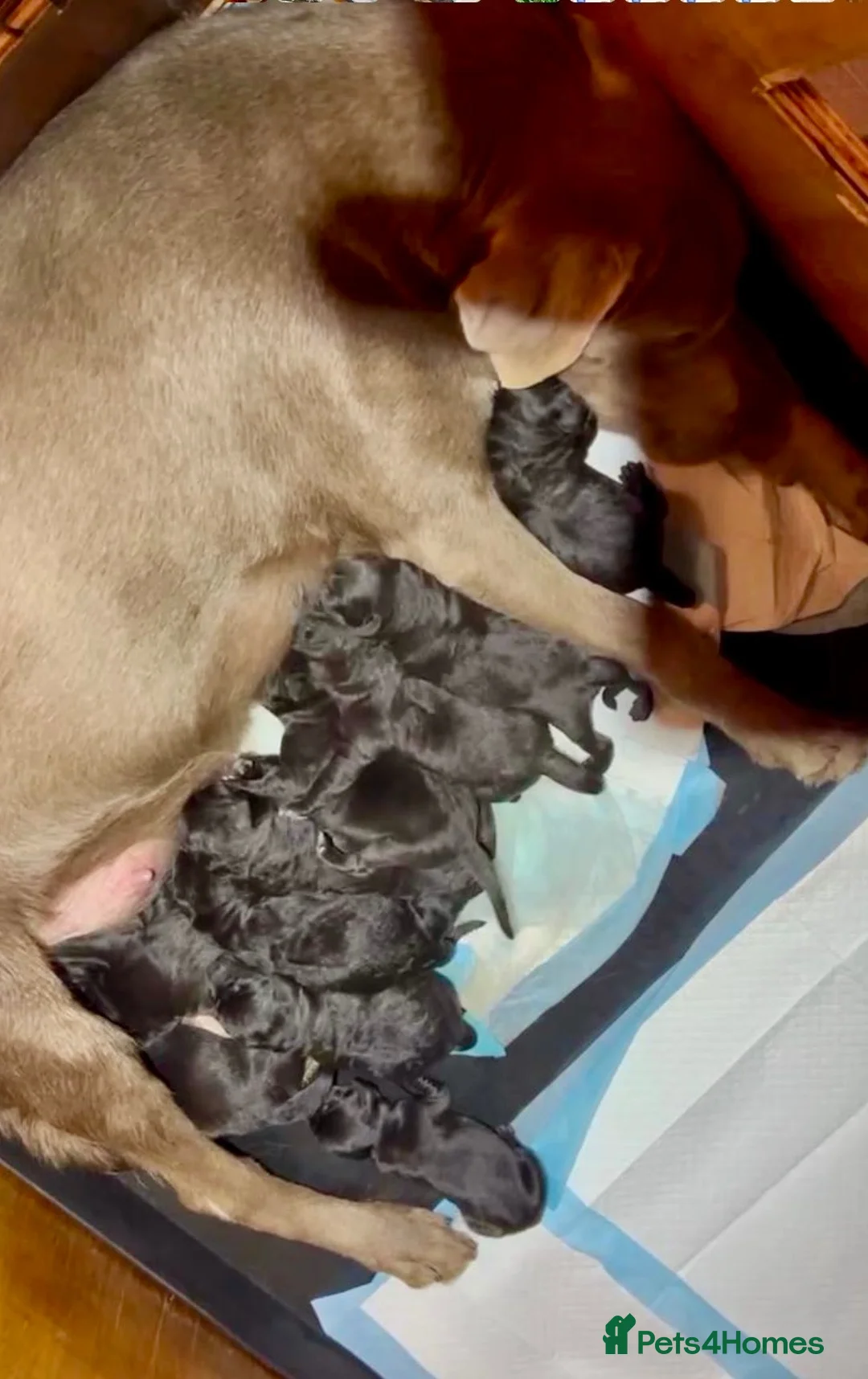 Labrador Retriever dogs for sale: Labrador Retriever Puppies - Advert 9