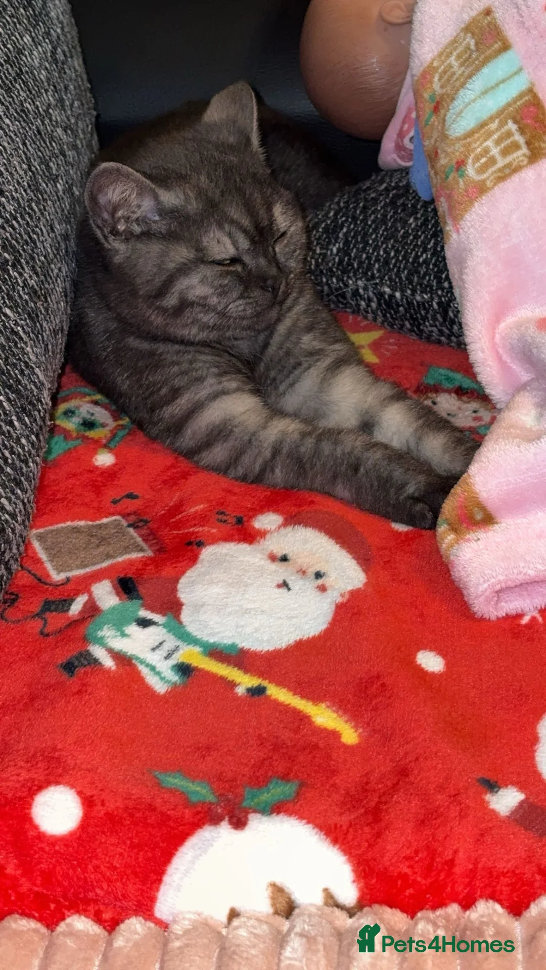 British Shorthair cats for sale: Male Bsh kitten  - Advert 1