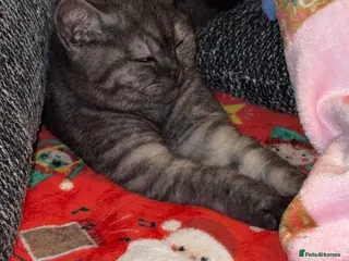 British Shorthair cats Male Bsh kitten - Advert 4