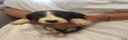 Mixed Breed dogs for sale: Gorgeous border collie x cocker spaniel puppies  in Mablethorpe - Advert 3