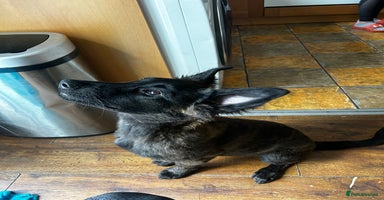 Belgian Shepherd Dog dogs - Advert 16