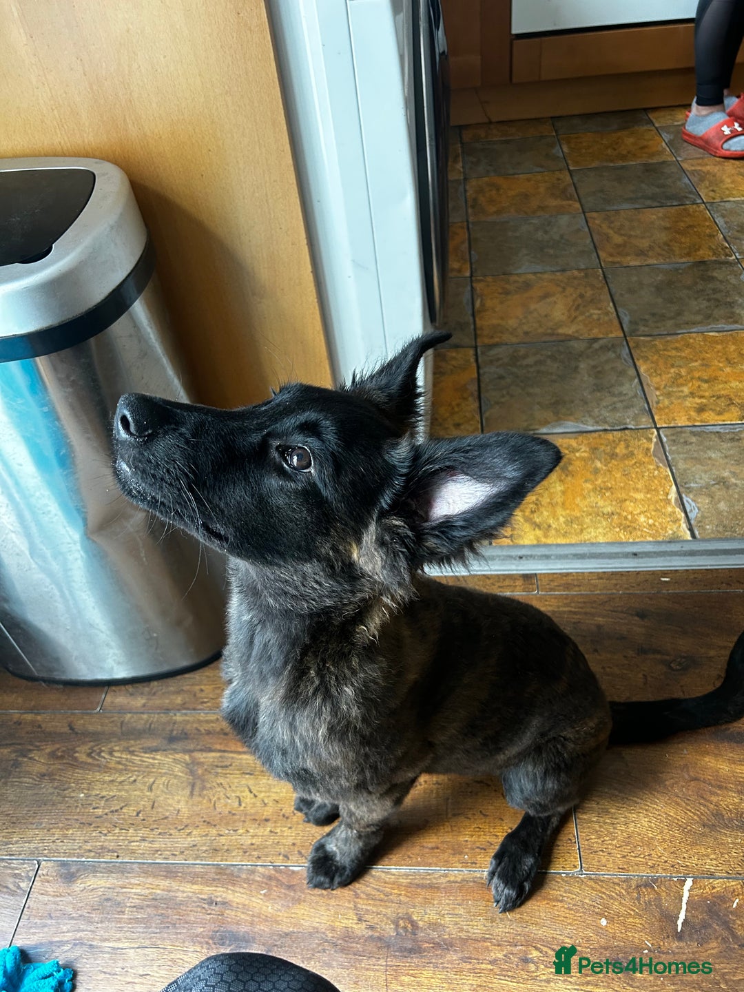 Belgian Shepherd Dog dogs for sale: Dutch Shepherd puppy  - Image 2