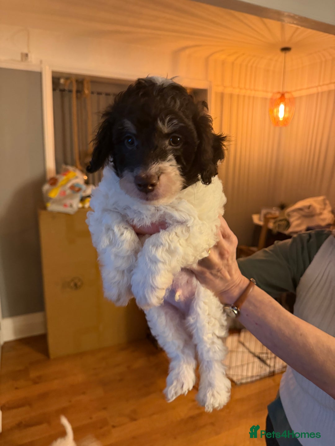 Mixed Breed dogs for sale: Mr Joseph Steel  - Advert 4