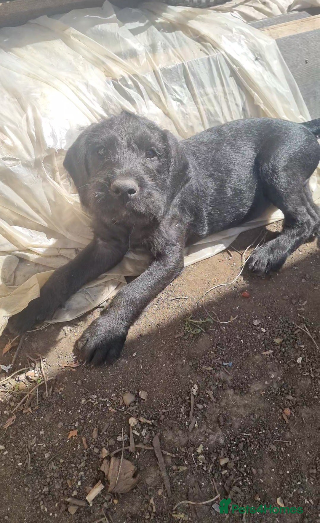 Mixed Breed dogs for sale: ADORABLE puppies  - Image 6